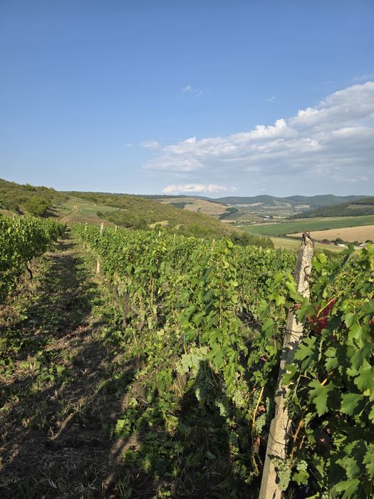 De vanzare struguri din zona Lechinta pentru vin