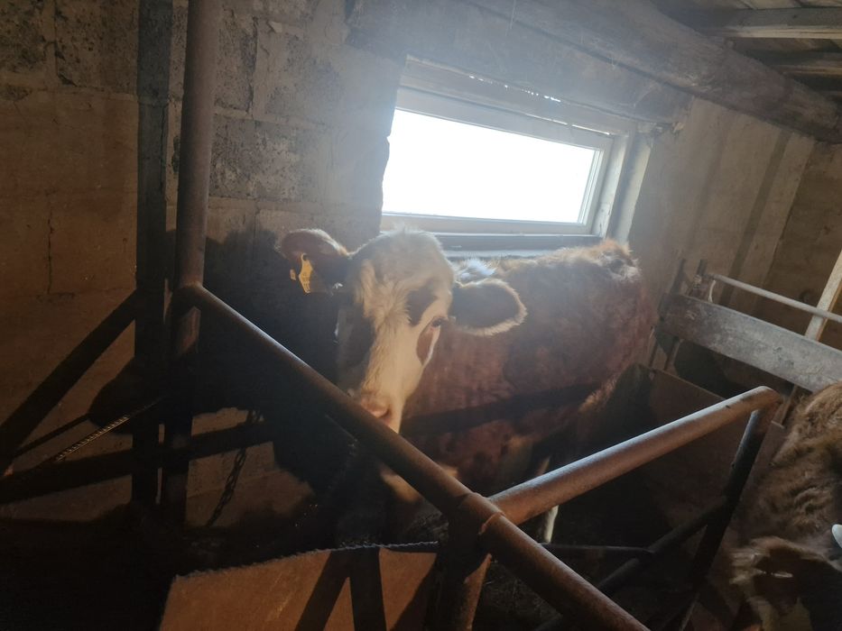 продам 3 бычка и одну телку годовалых