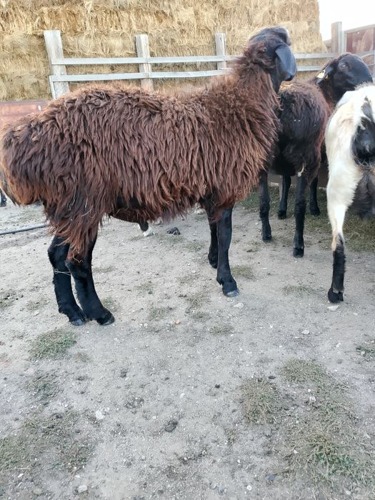 , қошқар қанға алмастыру