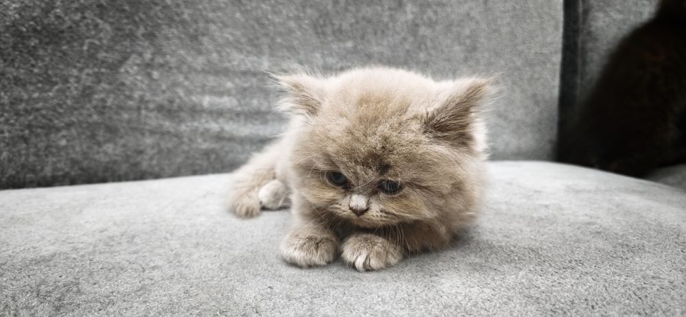 Продаётся котята, британские вислоухие