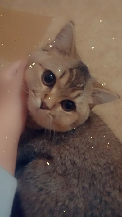 (Scottish Fold) mushugi sotiladi