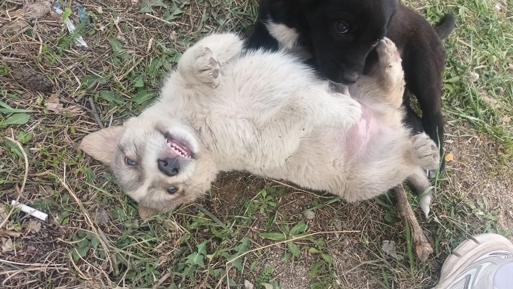 Пристраиваются классные щенята,девочки и мальчики