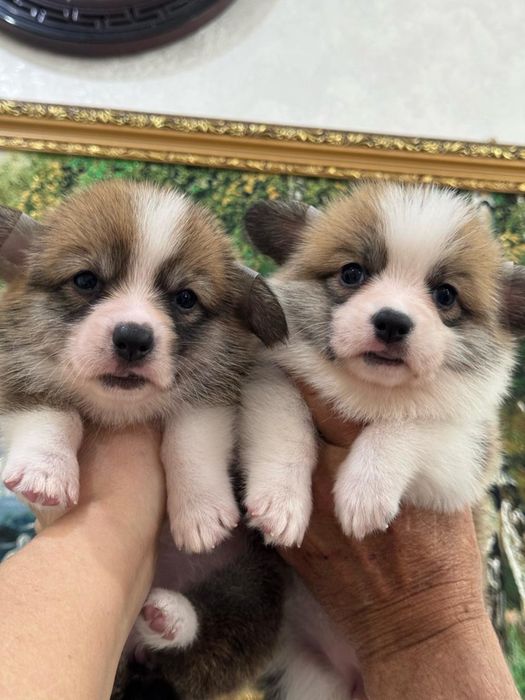 Супер щеночки вельш корги