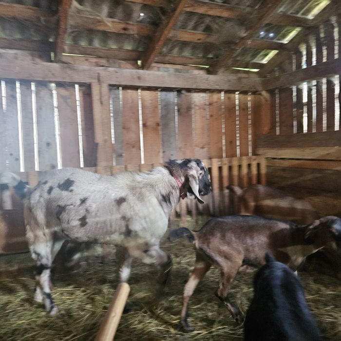 Vând tap anglo-nubian