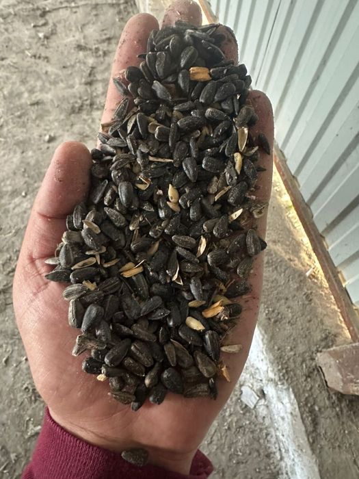 Семечка в мешках