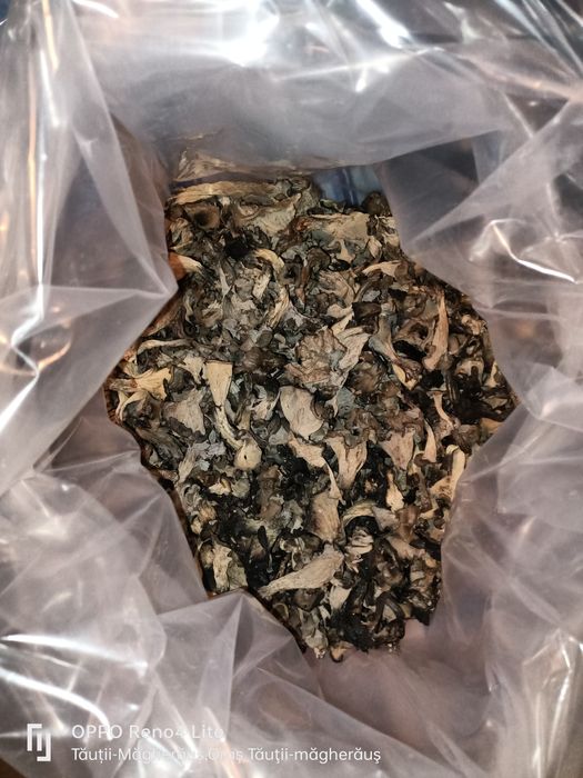 Vând Trompa Piticului