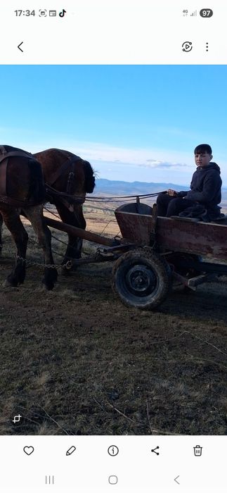 Vând 2 cai tineri 1,8 luni schimb cu vaci