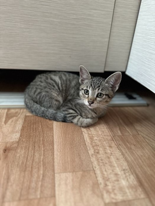 Котеное мальчик в добрые руки