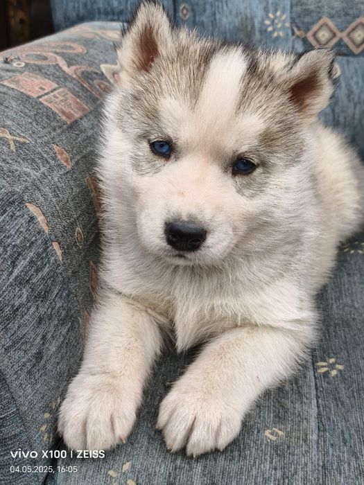 Щенки сибирской хаски.