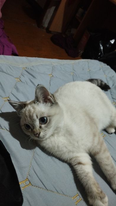 Отдам кошечку в надежные руки.