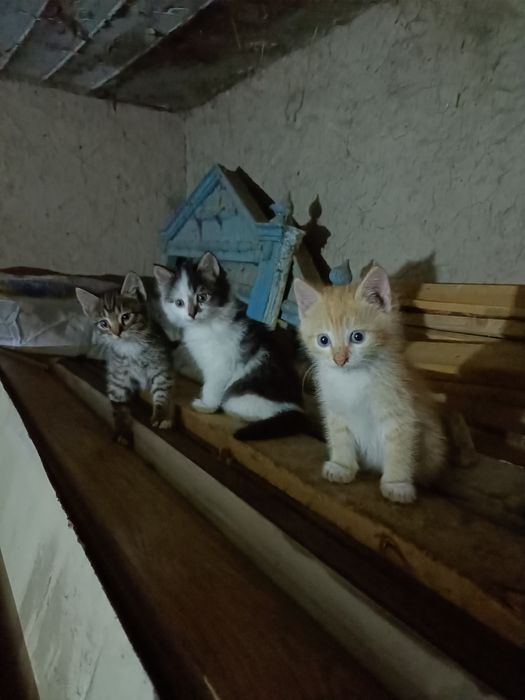 Отдам котят в добрые руки