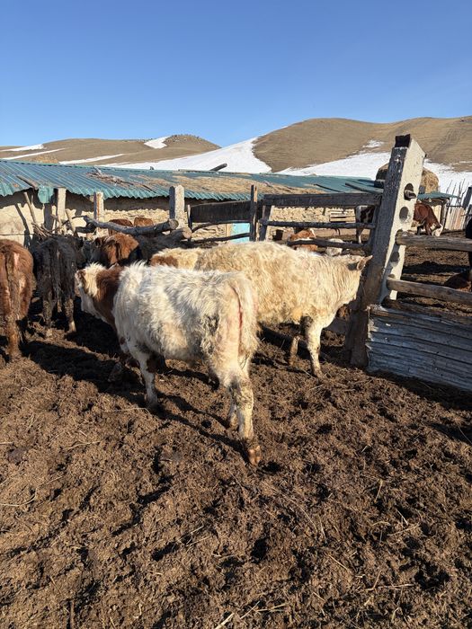 Продам годовалых бычков