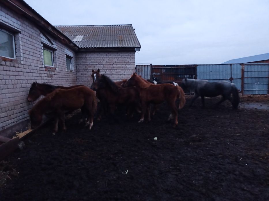 Продам , жеребят