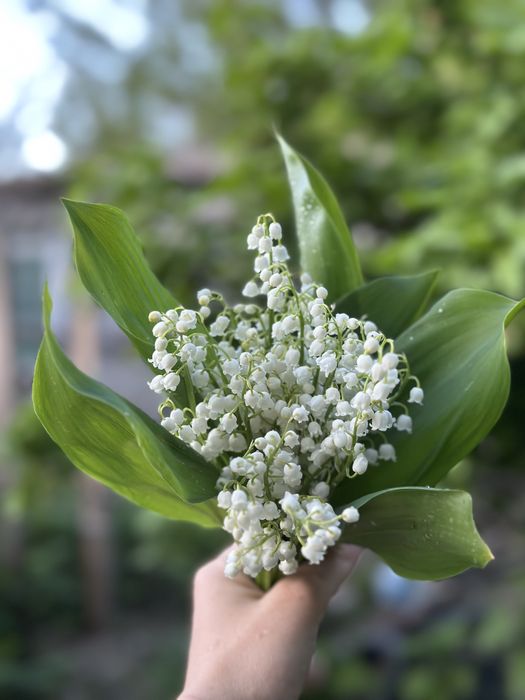 Продам дачу ПК Спутник