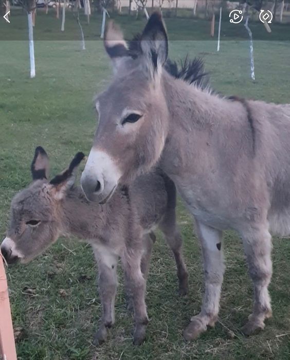 Lapte de Măgăriță proaspăt/crud