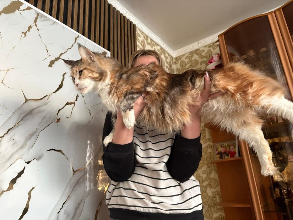 Мейн Кун чистокровные котята
