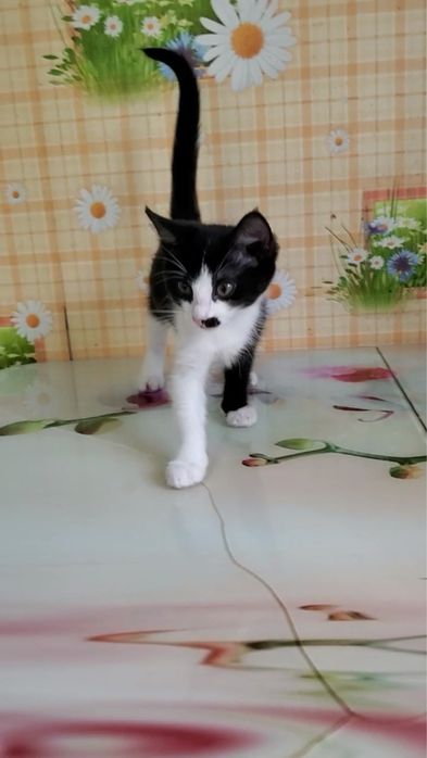 Отдам в добрые руки котенка