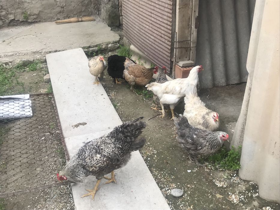 Куры                  .