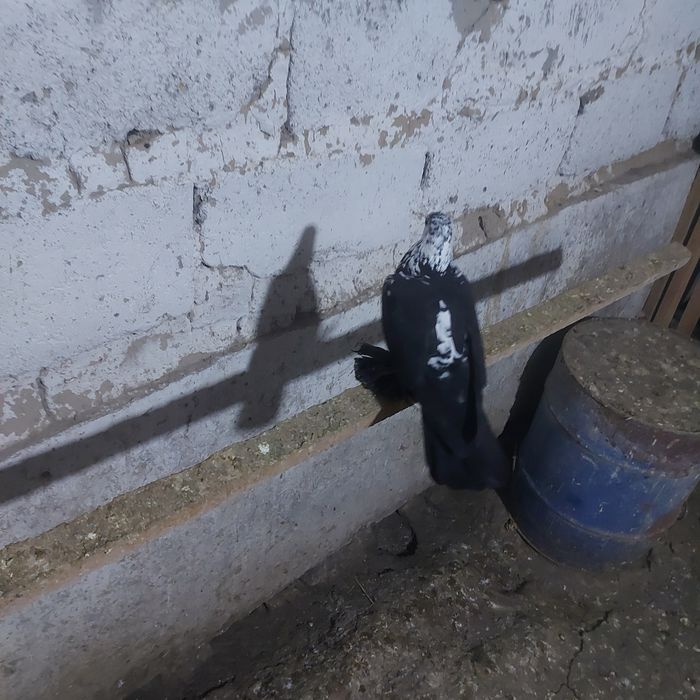 Соч  голубка  лет игра