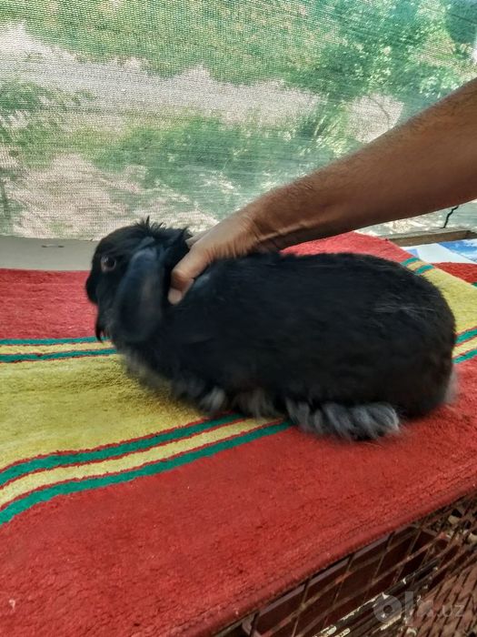 Quyonlar sotiladi