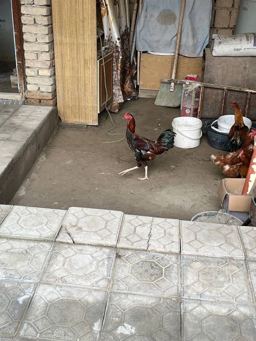 Dakan xo'roz sotiladi. Uyda boqilgan. 1 yosh