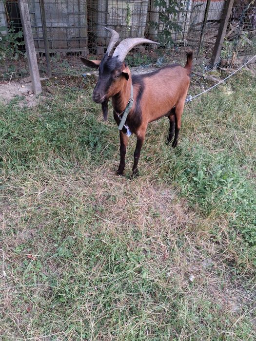 Vand 5 capre si un țap