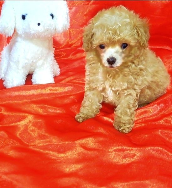 Щенки той пуделя микро