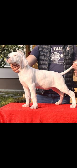 Femela Dog Argentinian/Pedigree