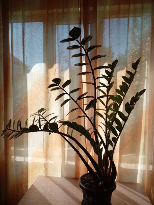 Комнатные растения