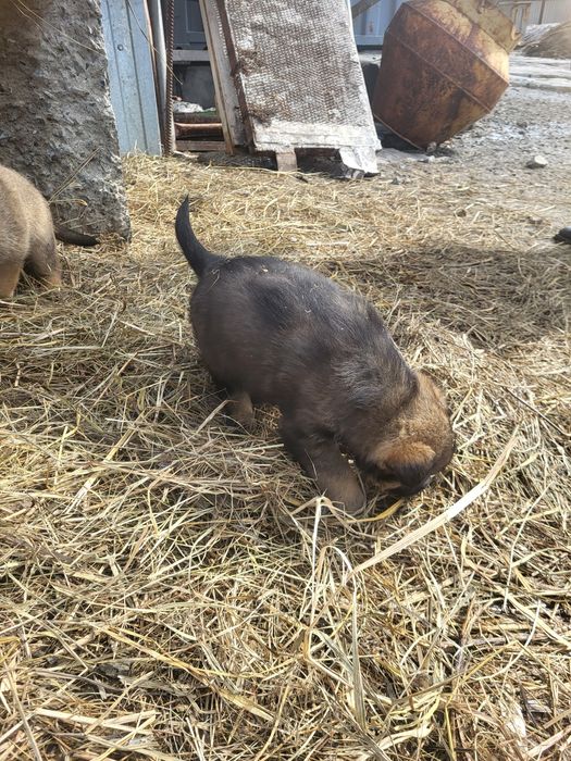 Щенки бесплатно, девочки