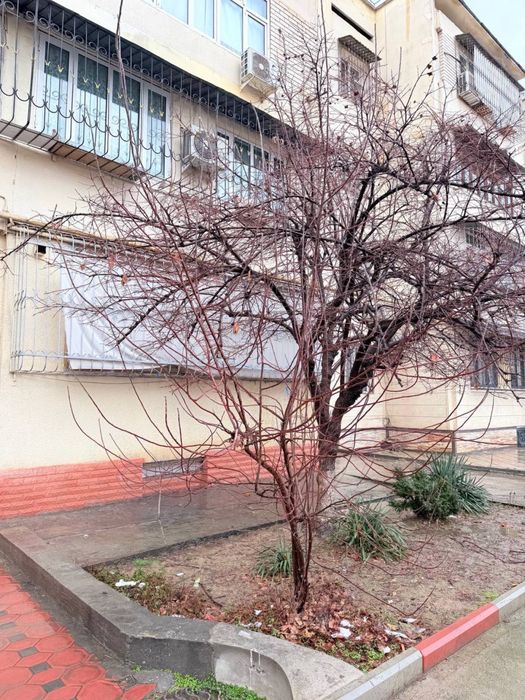 Dom Sotiladi 4xona Algoritm Muhlisa