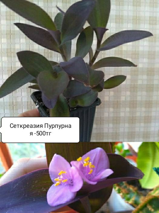 Продам комнатные цветы