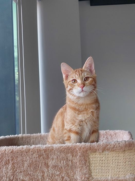 Котенок мальчик, вакцинирован,  имеет паспорт. Ташкент