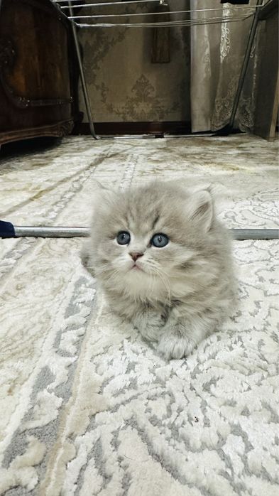 Скотиш фолд  Британский