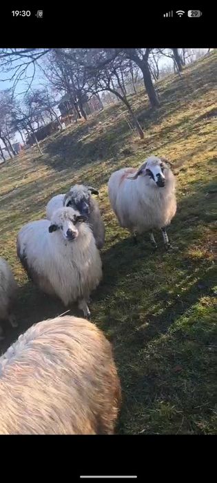 De vanzare - 3 oi