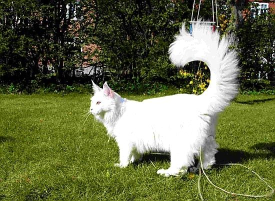 БЕЛОСНЕЖКИ  котята - кунята