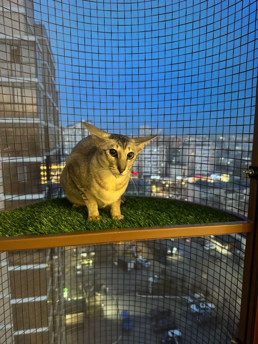 Эксклюзивный балкон для кошек