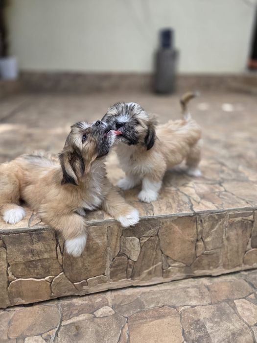 Căței Shih Tzu  de vânzare