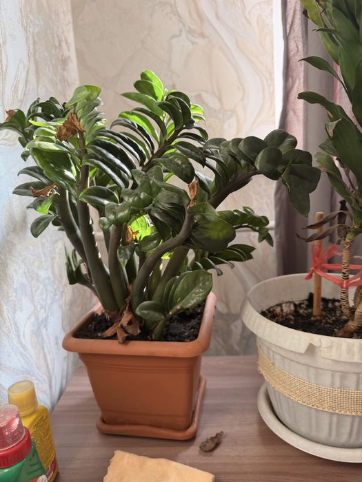 продам 2 растения