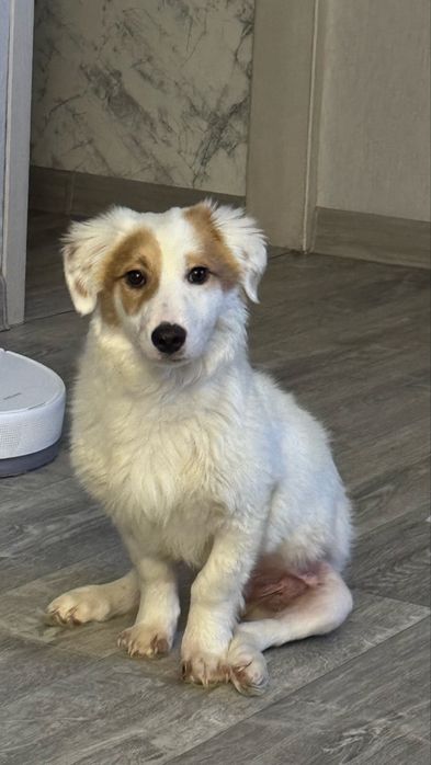 Малыш ищет свой дом