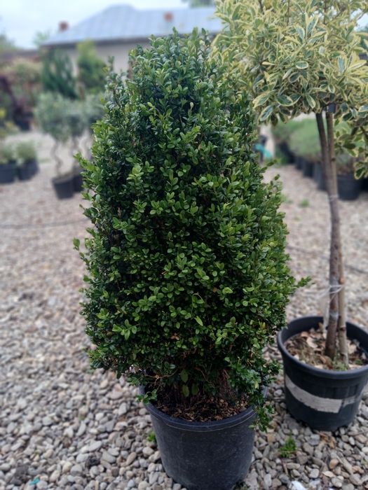 Laur ,photinia ,eunimus