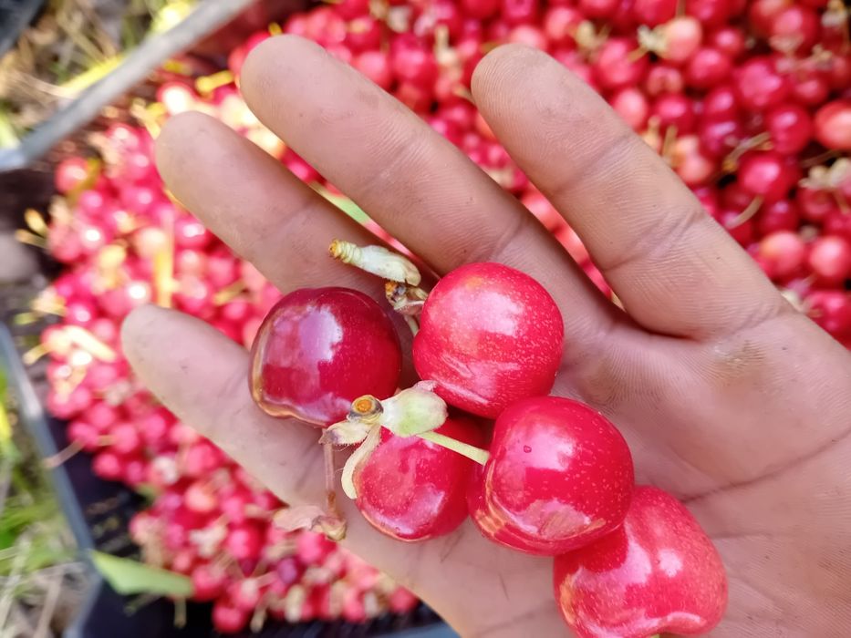 Vând cireșe dulcii