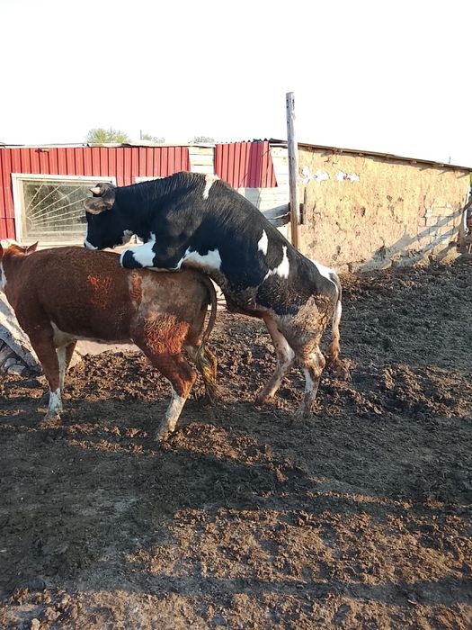 Продам племянного быка