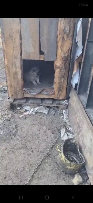 Отдам в хорошие руки