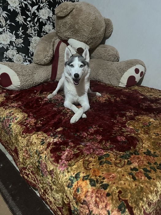 Передержка животных