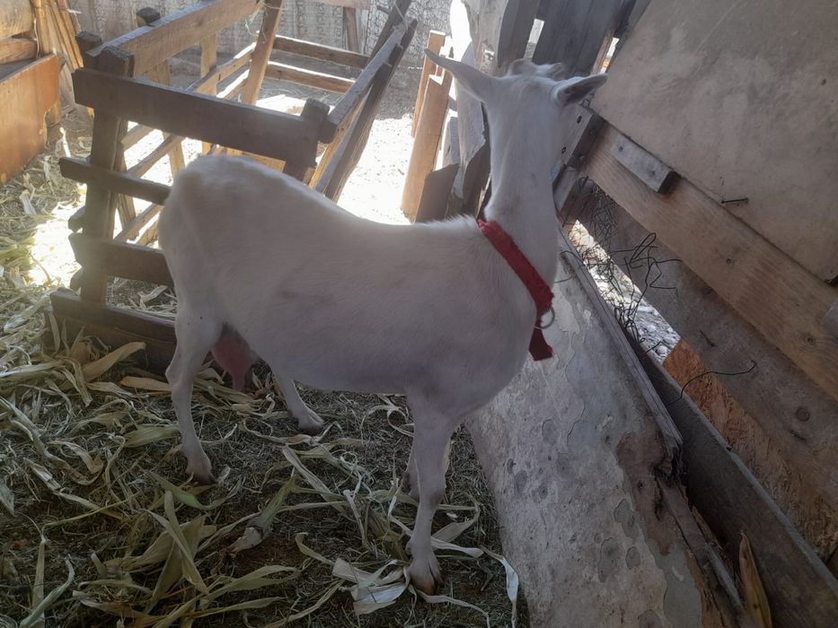 Сүтті Ешкі сатамын