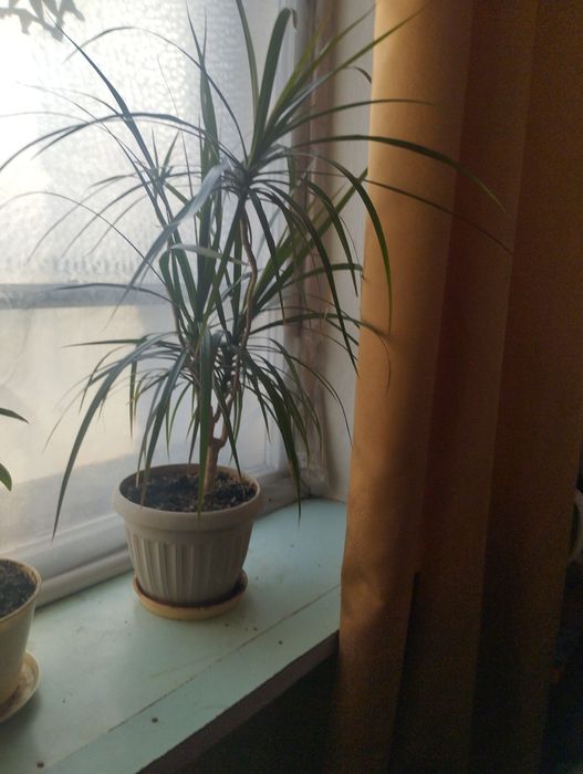 Продам драцена комнатное растение
