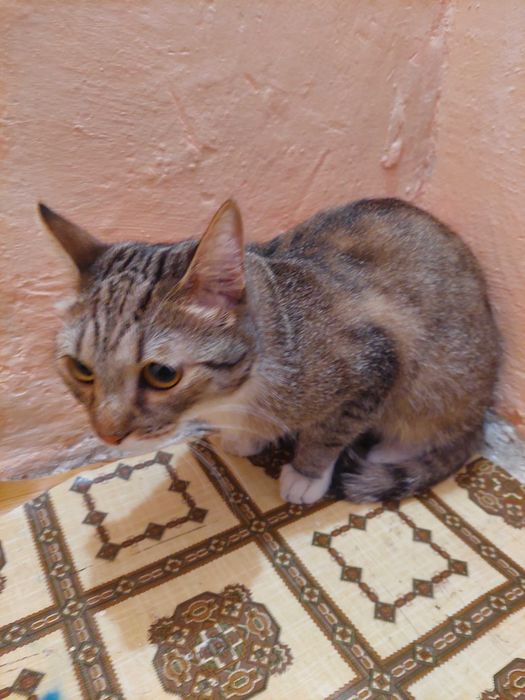 Отдам в добрые руки