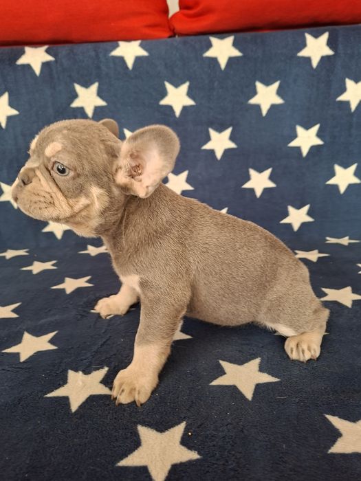 Bulldog francez mascul lilac tan