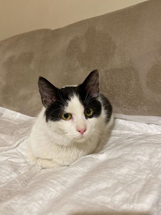 Котенце момче 6 мес